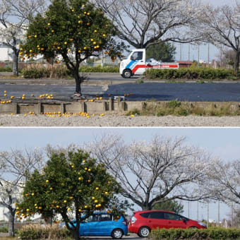 愛知県内のソメイヨシノ　２