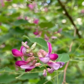 高山植物　八方池へ