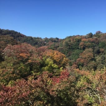 紅葉の季節！色づき始めた箱根宮ノ下周辺♪  | 箱根自然薯の森 山薬