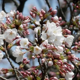 ソメイヨシノ開花　～湖山池・鳥取市～