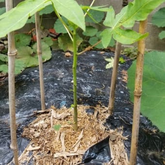 パパイヤを植えてみました。