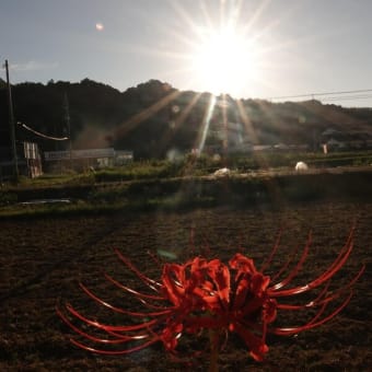 第10号　ダイヤモンド大山　9月18日