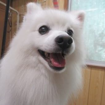 常勤看板犬のポン太が、突然、虹の橋を渡ってしまいました。
