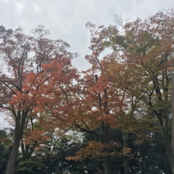 京都御苑 紅葉