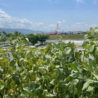 友人S 君の畑で空豆獲り。白山市〘旧松任〙。