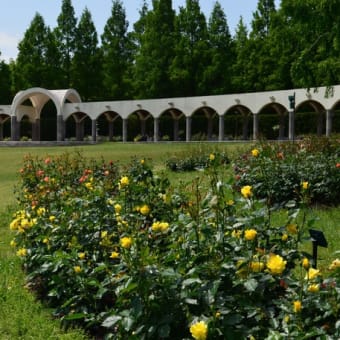 蜻蛉池公園のバラ園