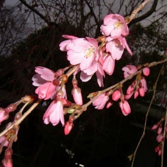４月８日(日)「暁の桜」(月見に一杯さん)