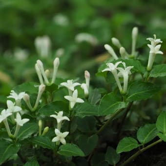 花の端境期の水林自然林には菌従属栄養植物などが（2025.6.8）#2 そして四季の里バラ園に