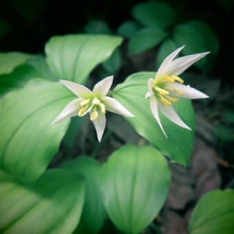 我が家の🌸