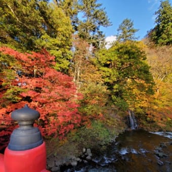 🍁🍂中野もみじ山🍁🍂