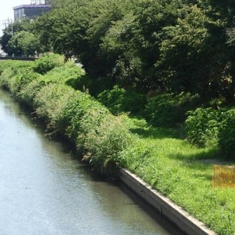 橋土台護岸の工事着々と（新河岸川・弁天橋）