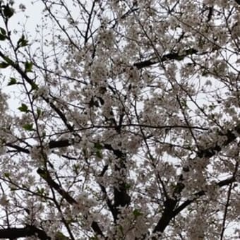 桜　春の匂い