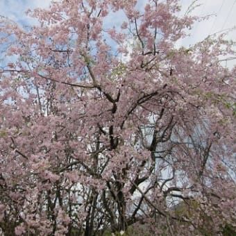 最期の桜