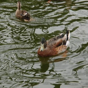 小金井公園の梅とカモ