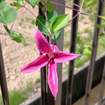 アルツGさん的雑想ノート