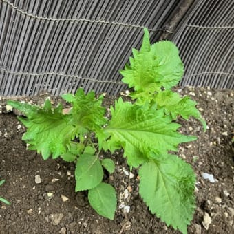 夏野菜が育ち始めたﾘﾘ～