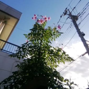 皇帝ダリア　今年はちょっと場所を変えて