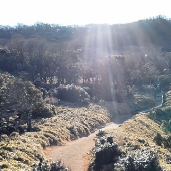 伊豆山稜線歩道・金冠山～達磨山（2023年12月23日）