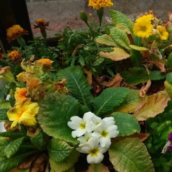 本日は駒川花市場へ。仏花と２鉢で１００円の花鉢を買って、出窓ガーデンへ。にぎやかになってきた出窓ガーデン。
