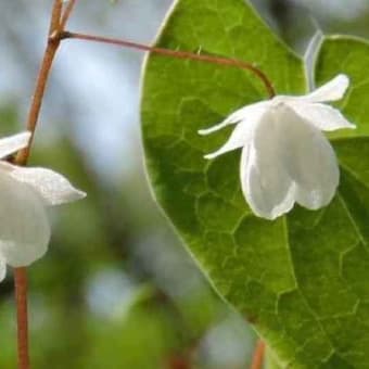 薬用植物園の初夏の花（2019/4/4)