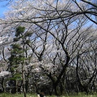 桜満開！代々木公園