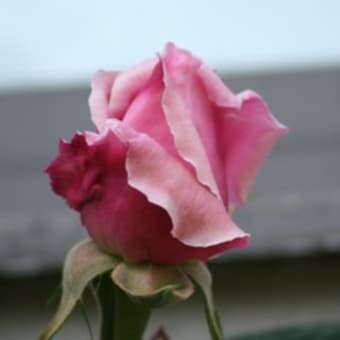 薔薇　　はじけそうな娘達