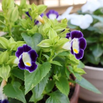 おうちで燻製とお花。
