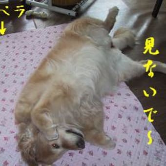 ぼんびーわん（貧乏U＾ェ＾U子）