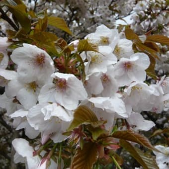 2011年4月24日(日)　仁和寺