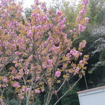 八重桜＆たんぽぽが咲き出した。　「東京シネマ／沢井明」良さそうです。