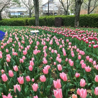 咲いた、さいた、木曽三川のチューリップの花が