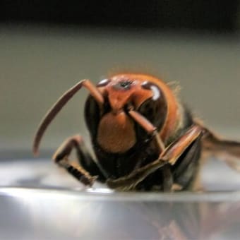 カメラ目線でポーズをとるオオスズメバチ