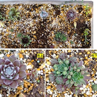 プランター活動のお花と多肉植物　20250628