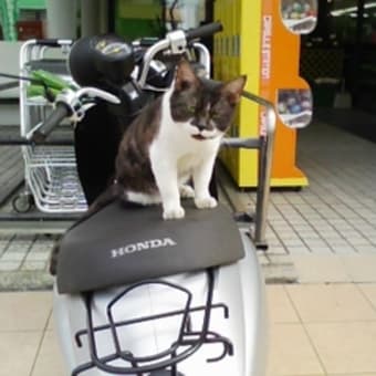 猫ライダー