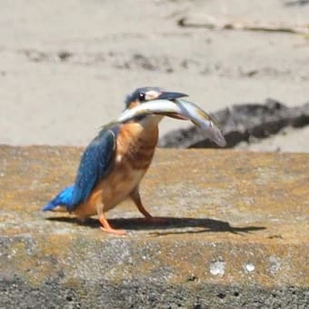 翡翠（カワセミ）の写真