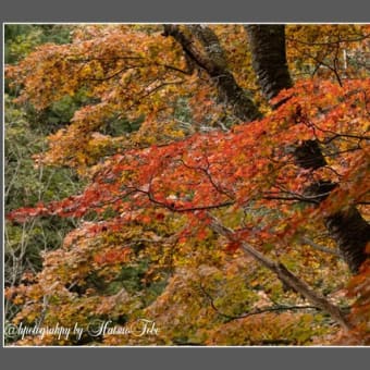 紅葉撮影旅