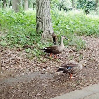 420  海鳥トウネンのブローチ