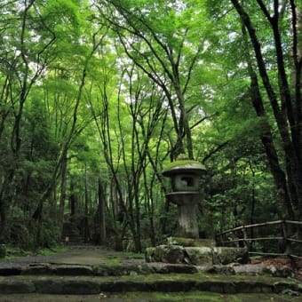 京都高雄三尾・新緑を歩くコース(高尾三尾)