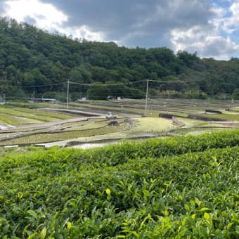 棚田の景観も間もなくです！