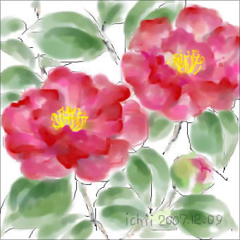 すてきな冬の花です「山茶花」