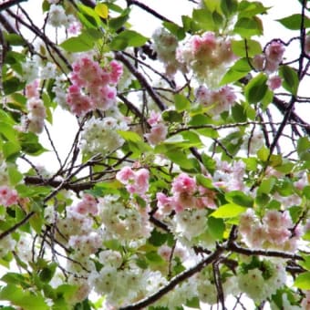 蓮華寺池公園の桜と藤