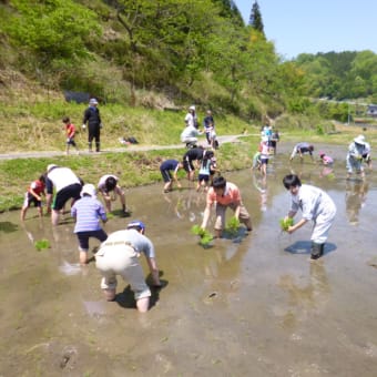 アジア・アフリカ支援米田植え