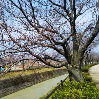 安原川べり桜は金沢側も咲きはじめに・・