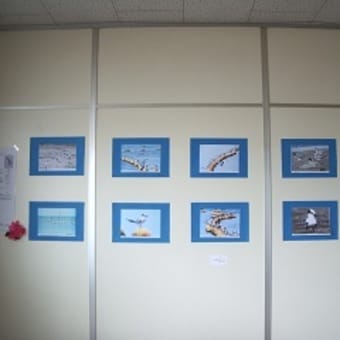 2011年9月23日（コアジサシと鯨・イルカ・スナメリの写真展）報告１