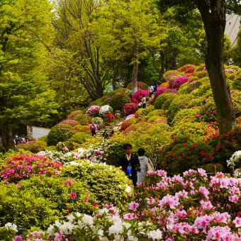 根津神社のつつじ