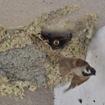 ツバメとスズメ、、、