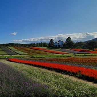 【動画あり】やくらいガーデン　まるで絨毯のような虹色の花畑はインスタ映えする大自然