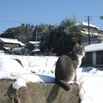 雪って冷たいにゃ　(οдО;)　