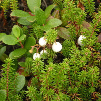 茶臼岳の可愛い高山植物！