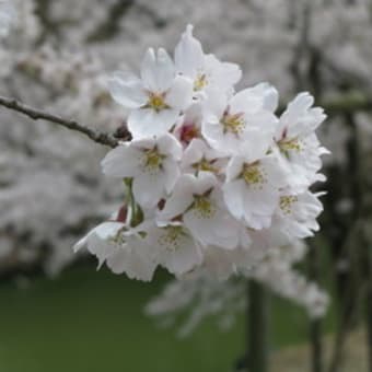 上田城の桜